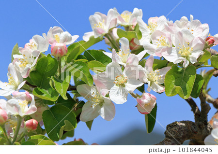 リンゴの花 リンゴの花 101844045