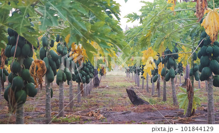Papaya plantation on Thoddoo island in the morning, Maldives 101844129