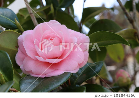 可愛いピンク色の乙女椿 101844366