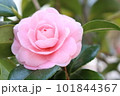 可愛いピンク色の乙女椿 101844367