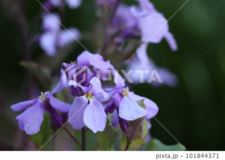 ムラサキハナナ 101844371