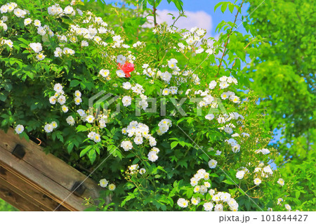 新緑と華やかな白い薔薇の花 101844427