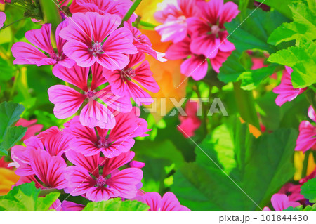 鮮やかな銭葵の花 鮮やかな銭葵の花 101844430
