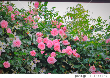 華やかな満開の薔薇の花 華やかな満開の薔薇の花 101844575