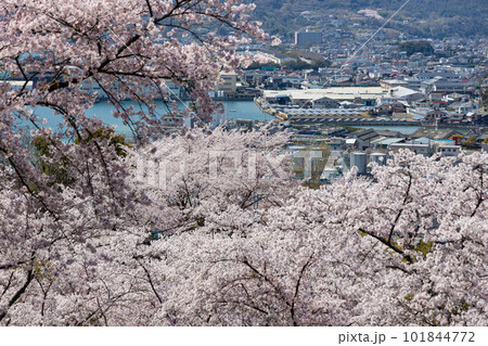 EOSR.広島竹原、風景を見るか、桜をみるか。 101844772