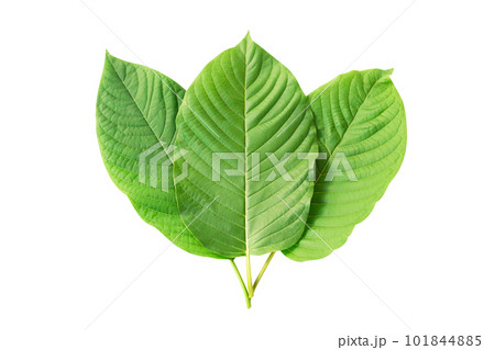 Green Mitragyna speciosa Korth Leaves (Kratom) isolated on white background, Health Care and Midical Concept 101844885