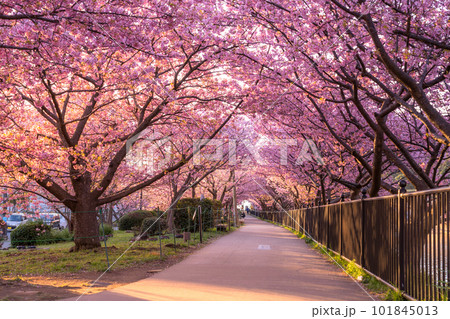 《静岡県》河津桜満開の夜明け・河津町 《静岡県》河津桜満開の夜明け・河津町 101845013
