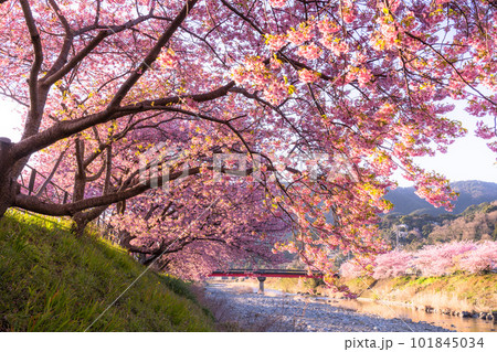 《静岡県》河津桜満開の夜明け・河津町 101845034