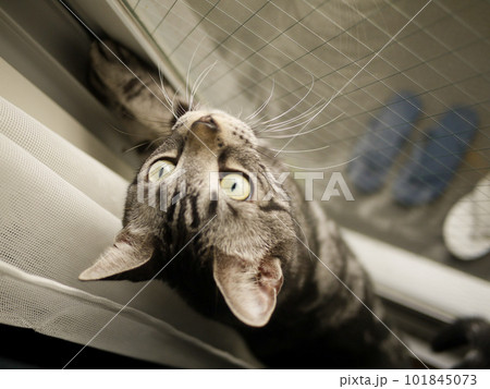 ベランダに出たがっている窓辺の猫 101845073