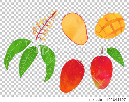 Retro hand drawn mango illustration material set 101845197