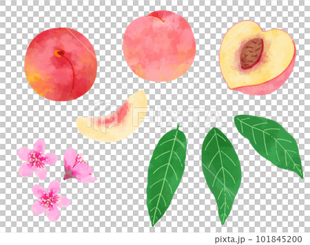 Retro hand drawn peach, peach illustration material set 101845200