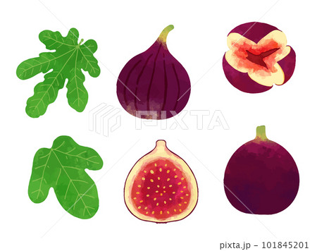 レトロな手描きのイチジクのイラスト素材セット 101845201