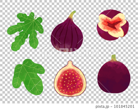 レトロな手描きのイチジクのイラスト素材セット 101845201