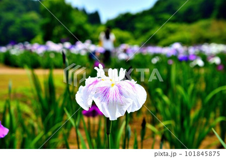 花ショウブ 神楽女湖花菖蒲園 コントラストの強い表現 花ショウブ 神楽女湖花菖蒲園 コントラストの強い表現 101845875
