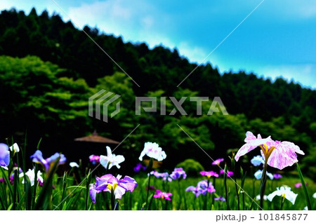 花ショウブ　神楽女湖花菖蒲園　コントラストの強い表現 101845877