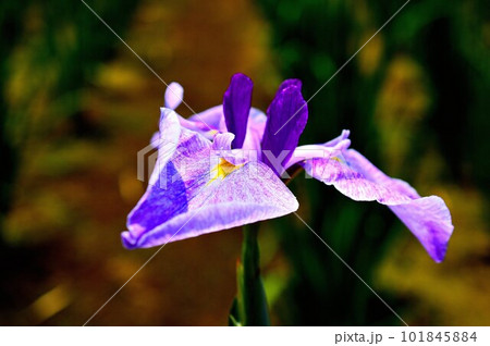 花ショウブ　神楽女湖花菖蒲園　コントラストの強い表現 101845884