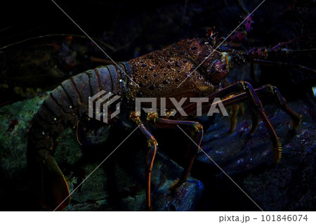 鳥羽水族館 伊勢海老 鳥羽水族館 伊勢海老 101846074