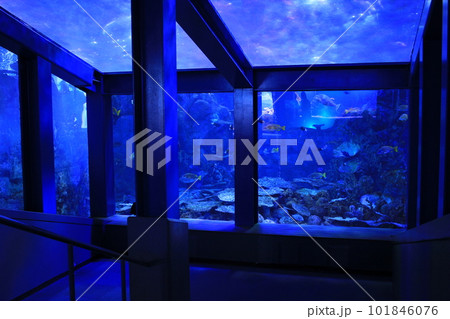鳥羽水族館の神秘的な展示 101846076