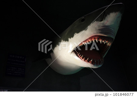 ホオジロザメ　アクリル画　原画 アガベホオジロザメ沈金漆絵とアガベ棚が完成しました^ ^ 今回の