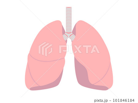 人間の肺 人間の肺 101846184