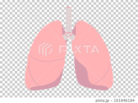 人間の肺 人間の肺 101846184