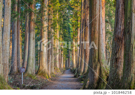 戸隠神社五社 101846258