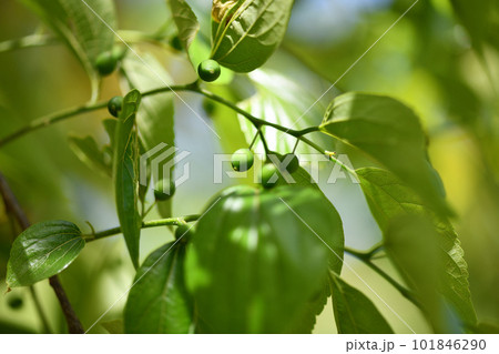 エノキ(榎)の未熟な果実 エノキ(榎)の未熟な果実 101846290