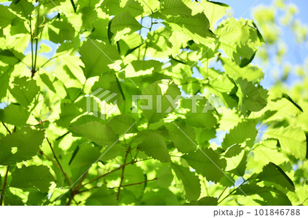 ブナ科ナラガシワ（楢柏）の若葉 101846788