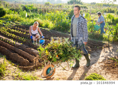 Young man gardener pushing wheelbarrow at garden 101846994
