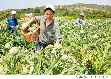 Asian woman plantation worker picking artichokes on vegetable field 101847106