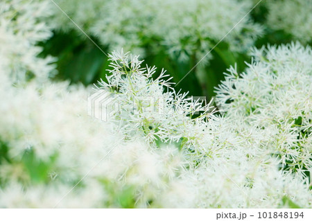 白い雪のようなヒトツバタゴの花 5 白い雪のようなヒトツバタゴの花 5 101848194