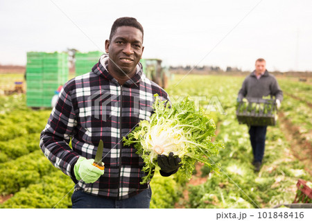 Successful African farmer with frisee in hands Successful African farmer with frisee in hands 101848416