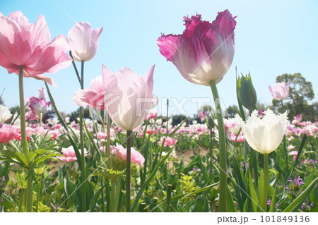 光を受け輝くチューリップ畑の花【青空背景】 101849136