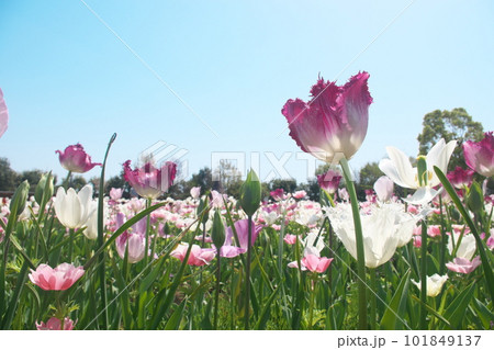 光を受け輝くチューリップ畑の花【青空背景】 101849137
