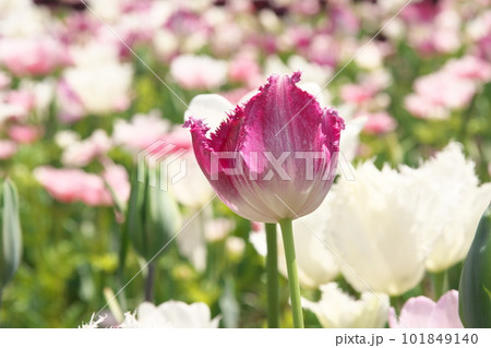 光を受け輝くチューリップ畑の花 光を受け輝くチューリップ畑の花 101849140