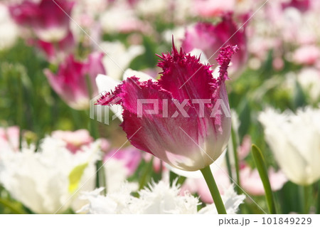 光を受け輝くチューリップ畑の花 101849229