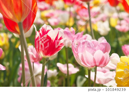 光を受け輝くチューリップ畑の花 101849239