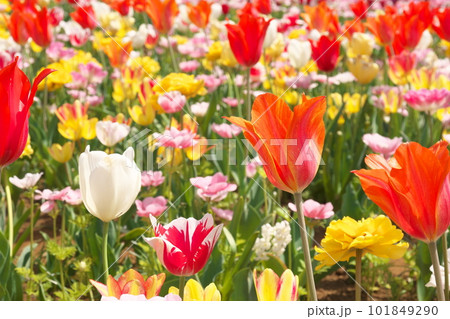 光を受け輝くチューリップ畑の花 101849290