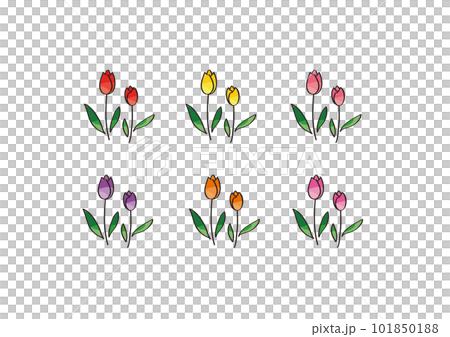 Tulip illustration material 101850188