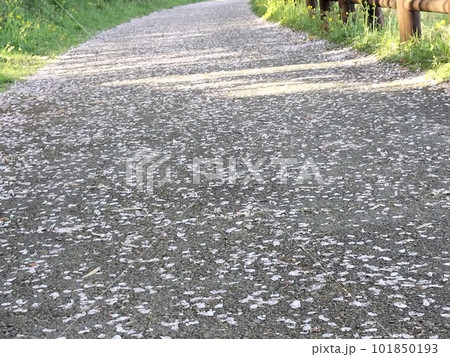 道路に桜の花びらが落ちて敷き詰める風景 道路に桜の花びらが落ちて敷き詰める風景 101850193