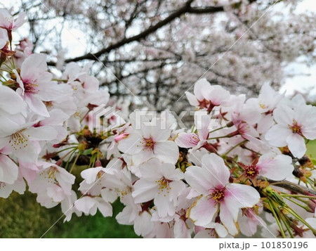 春に咲いた桜の木と花びらの近景 101850196