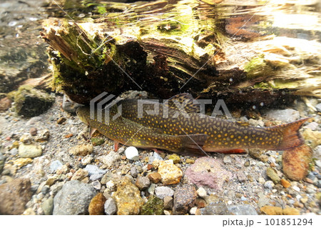 西別川のカワマス(ブルックトラウト) 西別川のカワマス(ブルックトラウト) 101851294