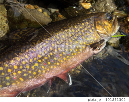 西別川のカワマス(ブルックトラウト) 西別川のカワマス(ブルックトラウト) 101851302