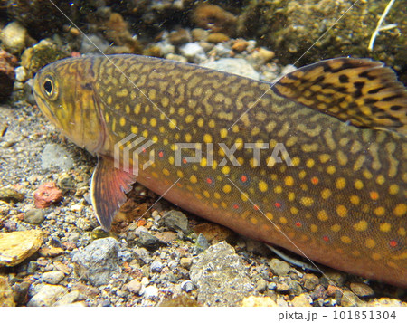 西別川のカワマス（ブルックトラウト） 101851304