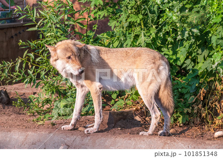 Gray wolf in forest on the green grass. The wolf, Canis lupus 101851348