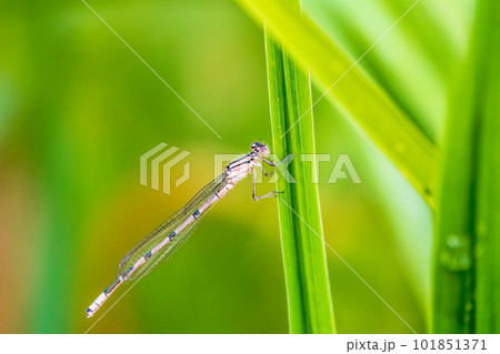 Small dragonfly Enallagma cyathigerum, the common blue damselfly, female. on a blade of grass 101851371