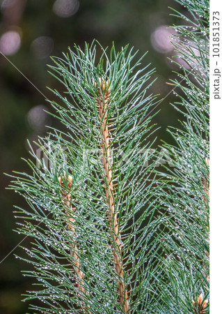 Background of green pine branches with water drops after rain 101851373