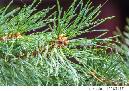 Background of green pine branches with water drops after rain 101851374
