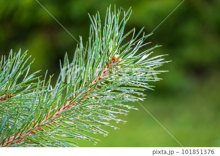 Background of green pine branches with water drops after rain 101851376