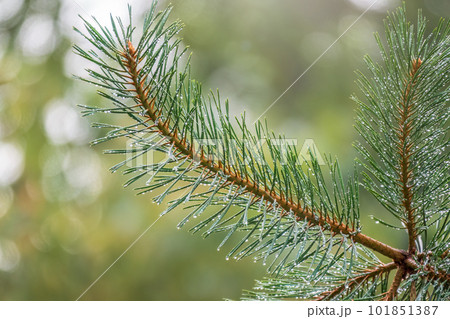 Background of green pine branches with water drops after rain Background of green pine branches with water drops after rain 101851387